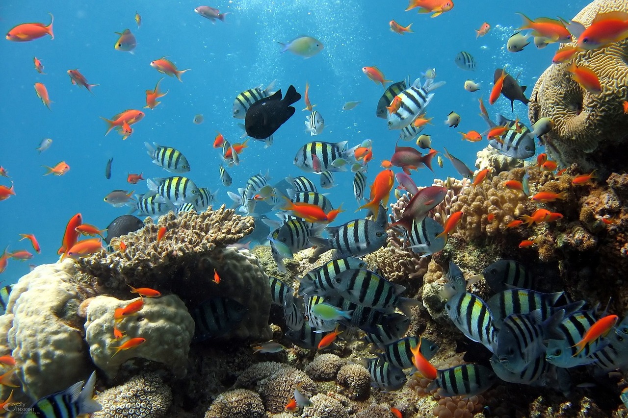belajar memelihara ikan